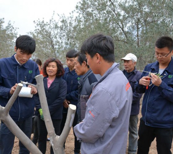 公司從產(chǎn)業(yè)鏈起始端著手，引進(jìn)良種優(yōu)苗，繁育基地苗圃，優(yōu)化樹(shù)種，以?xún)?yōu)質(zhì)的橄欖樹(shù)苗為生產(chǎn)特級(jí)初榨橄欖油提供基礎(chǔ)保障。在以自建萬(wàn)畝國(guó)家標(biāo)準(zhǔn)化油橄欖..