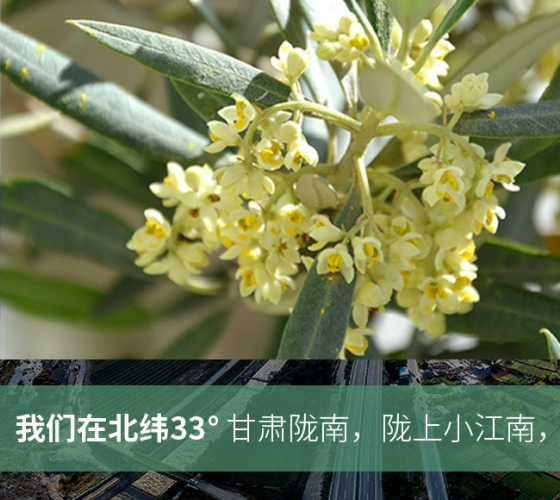 武都的氣候、土壤等與地中海沿岸極其相似，同處于世界頂級(jí)油橄欖黃金生產(chǎn)帶（32°58--33°36）年平均氣溫為14.7°，年日照時(shí)數(shù)1911..